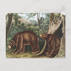 Zimtbär (Ursus Americanus var. Cinnamonum) Postkarte