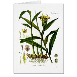 Zingiber officinalis (Ingwer)