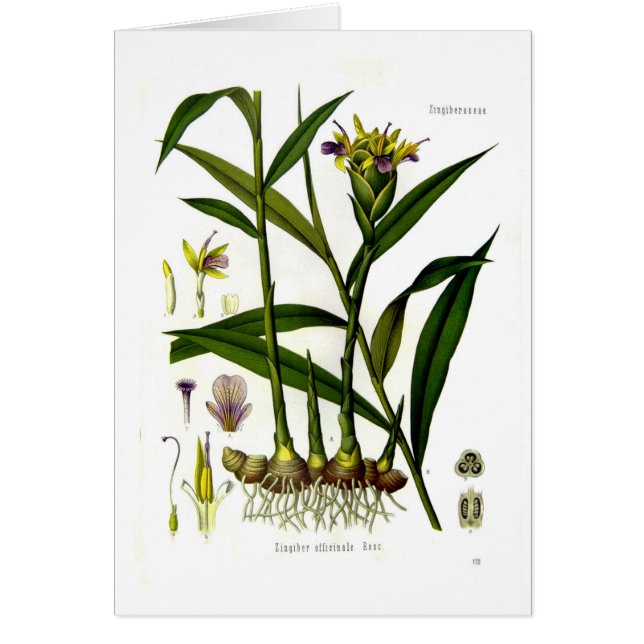 Zingiber officinalis (Ingwer) (Vorne)