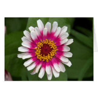 Zinnia