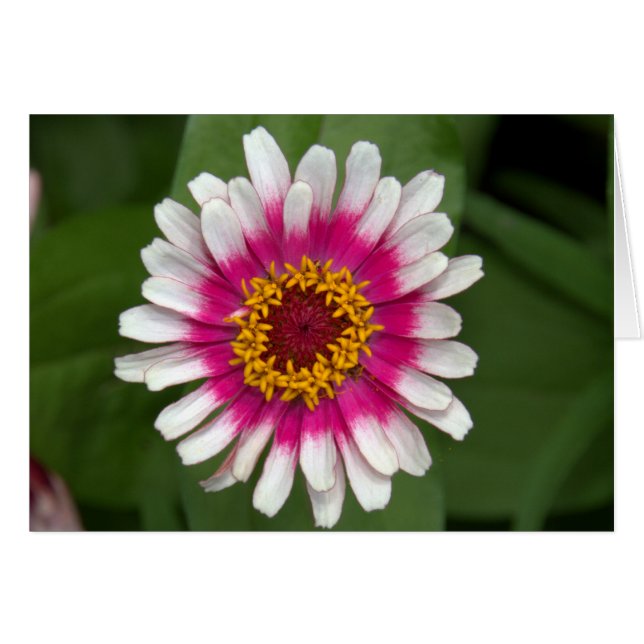Zinnia (Vorderseite (Horizontal))