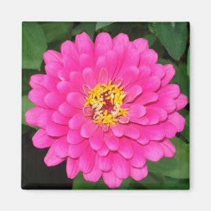 Zinnia1 Magnet