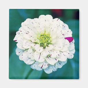 Zinnia Blume Magnet