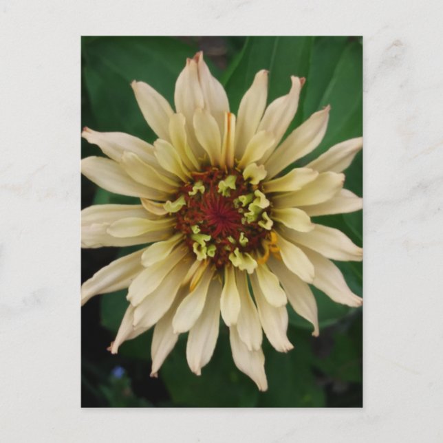 Zinnia Blume Postkarte (Vorderseite)