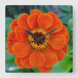 Zinnia-Blume Quadratische Wanduhr