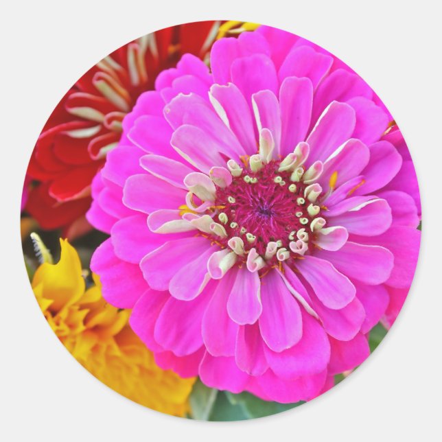 Zinnia-Blume Runder Aufkleber (Vorderseite)