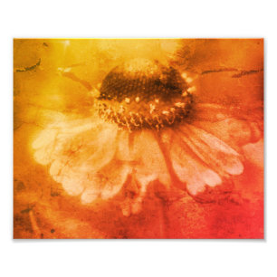 Zinnia Daisy Blume Sepia Vintag gestört 8x10 Fotodruck