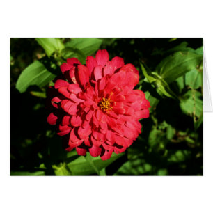 "Zinnia" durch Larry Coressel