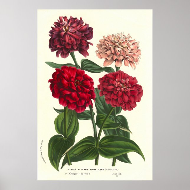Zinnia elegans / Common Zinnias by Van Houtte Poster (Vorne)