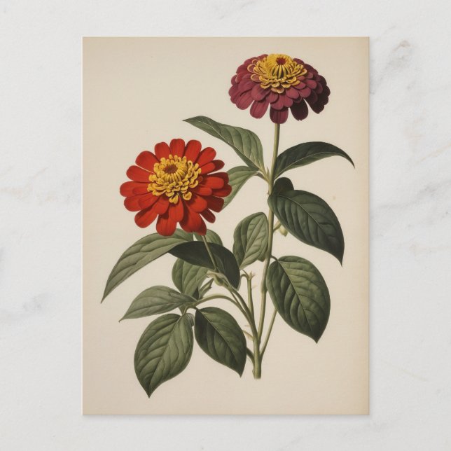 Zinnia illustration postkarte (Vorderseite)