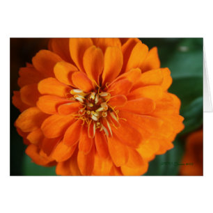 Zinnia-Karte