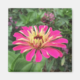 ZINNIA - Lebendes Rosa und Creme - Magnet