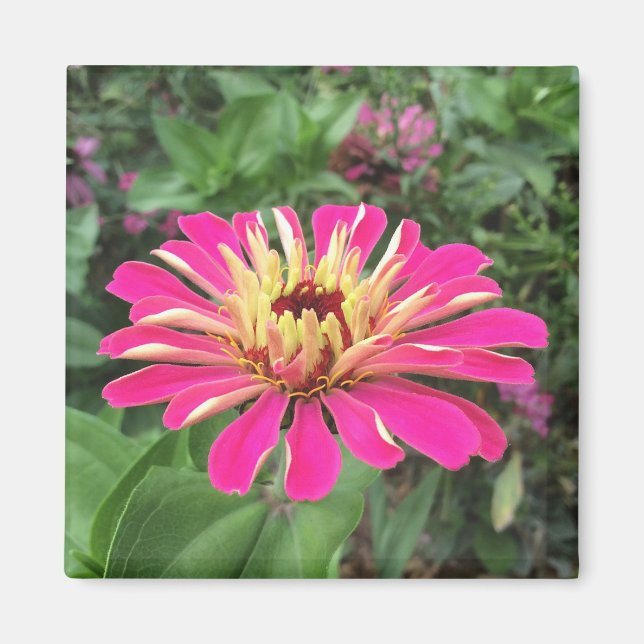 ZINNIA - Lebendes Rosa und Creme - Magnet (Vorne)