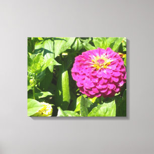 Zinnia Leinwanddruck