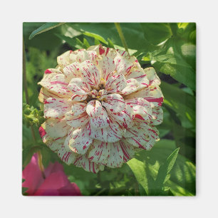 Zinnia-Magnet Magnet