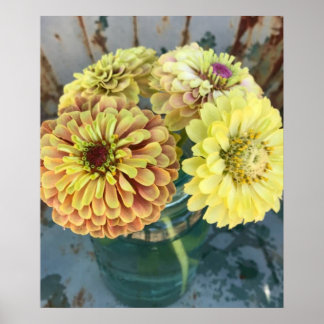 Zinnia Queen Limon Blush Poster