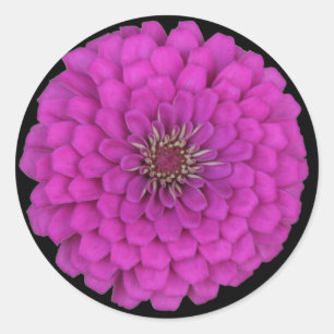 Zinnia Runder Aufkleber