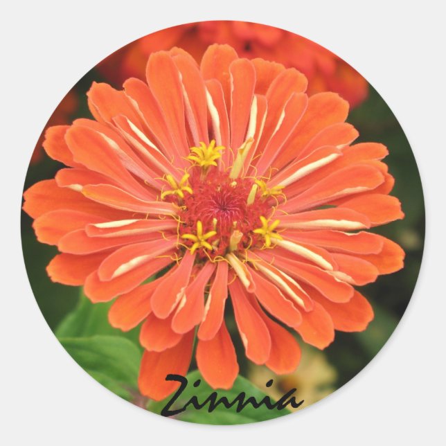 Zinnia Sticker (Vorderseite)