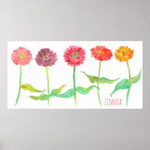 Zinnia Watercolor Blume Poster