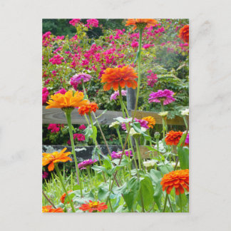 "Zinnias 1." Postkarte