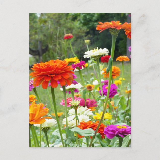 "Zinnias 2." Postkarte (Vorderseite)