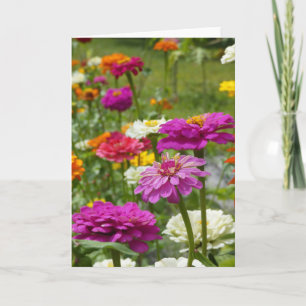 "Zinnias 3." Grußkarte Karte