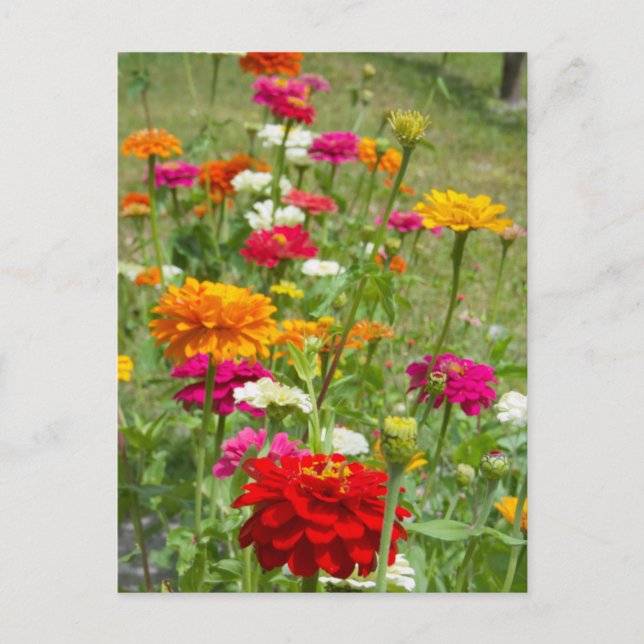 "Zinnias 4." Postkarte (Vorderseite)