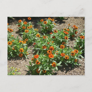 Zinnias Postcard Postkarte
