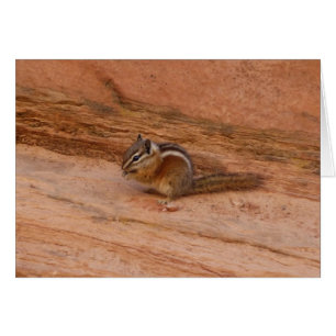 Zion Chipmunk auf Red Rocks