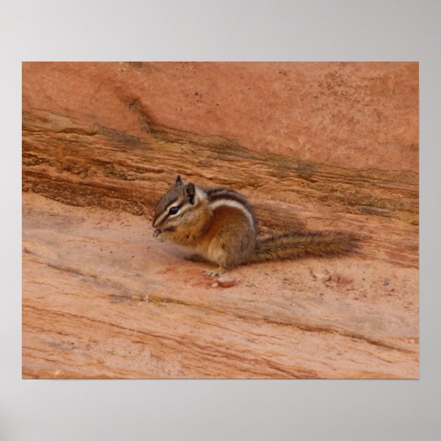 Zion Chipmunk auf Red Rocks Poster (Vorne)