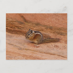 Zion Chipmunk auf Red Rocks Postkarte