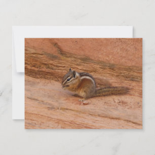 Zion Chipmunk auf roten Felsen