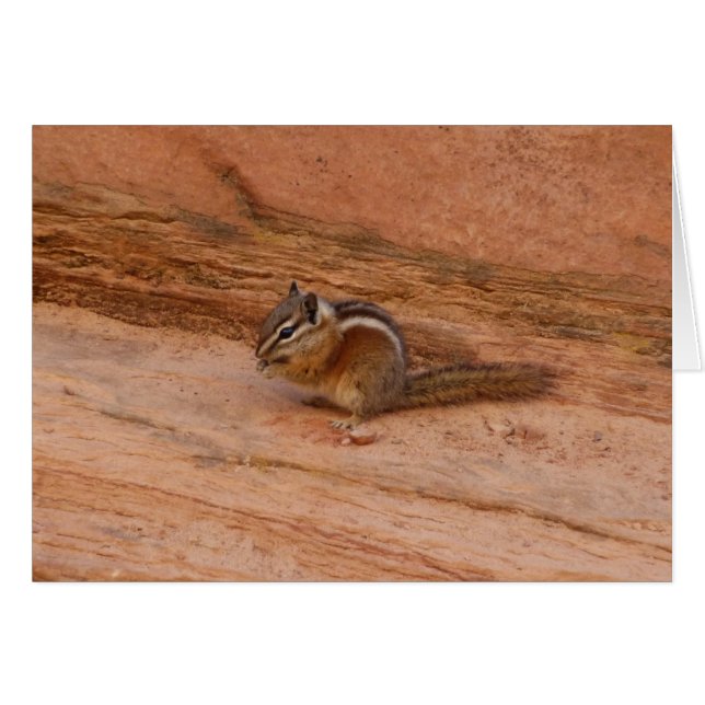 Zion Chipmunk auf roten Felsen (Vorderseite (Horizontal))