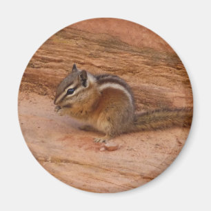 Zion Chipmunk auf roten Felsen Magnet
