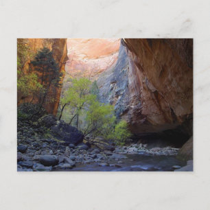 Zion Narrows Postkarte