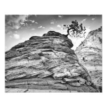 Zion National Park Bonsai Tree Black and White