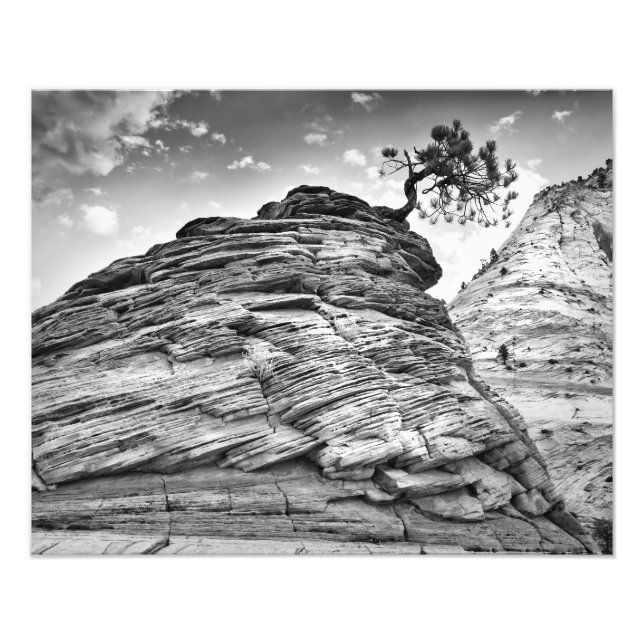 Zion National Park Bonsai Tree Black and White Fotodruck (Vorne)