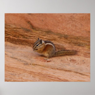 Zion-Streifenhörnchen auf rotem Felsgestein Poster