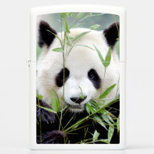 Zippo Lighter Foto Riesenpanda , Tiere 0399.