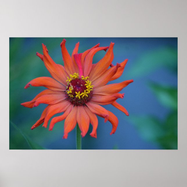 Zippy Zinnia Poster (Vorne)