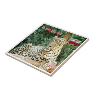 zIR06 PERSIAN LEOPARD, Iran, Asien, Fliese