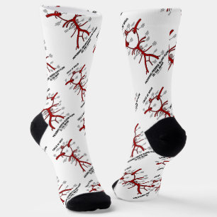 Zirkel des Willis, der ein angemessenes Blut-Flow- Socken