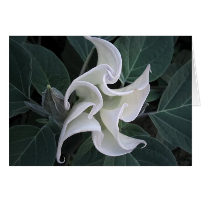 Zirkulation (Vorderseite (Horizontal))