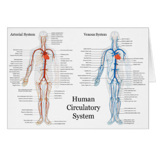 Zirkulatorisches System der Arterien und Venen