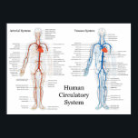 Zirkulatorisches System der Arterien und Venen Poster<br><div class="desc">Das Kreislaufsystem der Arterien und Venen Das Kreislaufsystem ist ein Organsystem, das Nährstoffe (wie Aminosäuren, Elektrolyte und Lymphe), Gase, Hormone, Blutzellen usw. an und von Zellen im Körper weiterleitet, um Krankheiten zu bekämpfen und die Körpertemperatur und den pH-Wert zu stabilisieren, um die Homöostase aufrechtzuerhalten. Die Rechte zur Wiedergabe von Bildern...</div>