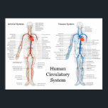 Zirkulatorisches System der Arterien und Venen Poster<br><div class="desc">Das Kreislaufsystem der Arterien und Venen Das Kreislaufsystem ist ein Organsystem, das Nährstoffe (wie Aminosäuren, Elektrolyte und Lymphe), Gase, Hormone, Blutzellen usw. an und von Zellen im Körper weiterleitet, um Krankheiten zu bekämpfen und die Körpertemperatur und den pH-Wert zu stabilisieren, um die Homöostase aufrechtzuerhalten. Die Rechte zur Wiedergabe von Bildern...</div>