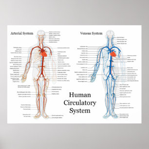 Zirkulatorisches System der Arterien und Venen Poster