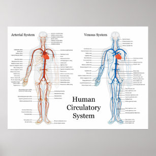 Zirkulatorisches System der Arterien und Venen Poster