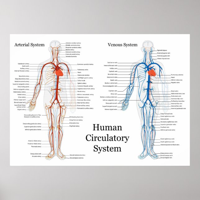 Zirkulatorisches System der Arterien und Venen Poster (Vorne)