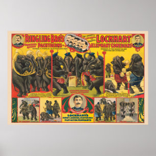 Zirkusplakat mit tanzenden Elefanten Poster